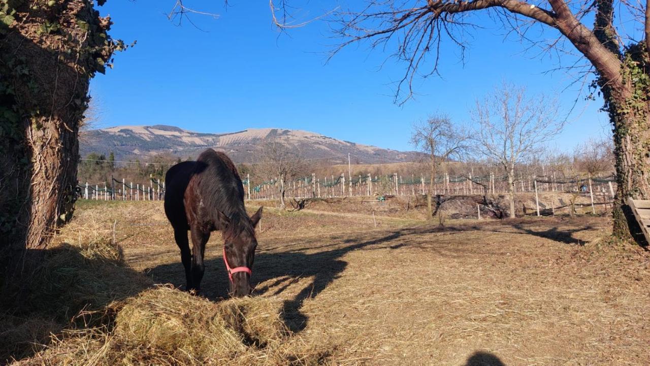 La Caneveta Al Piave Valdobbiadene Exterior foto